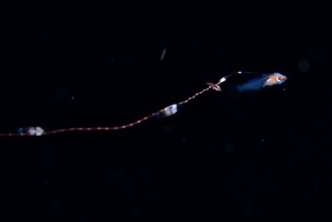 刺激的な水中生物