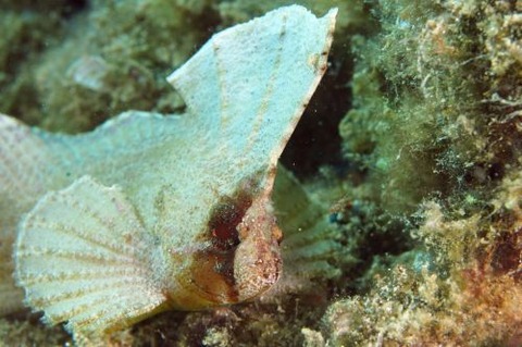 ツマジロオコゼ