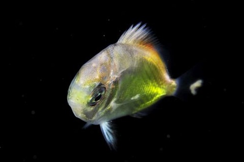 刺激的な水中生物