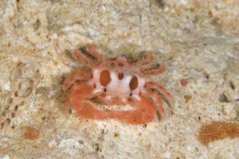 ヒノタマツブコブシ