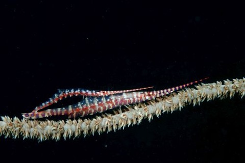 トゼウマ・アルマートゥム