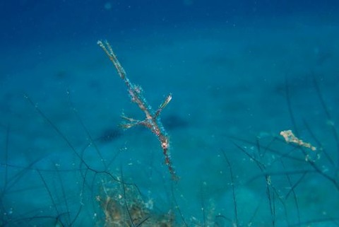 ホソフウライウオ