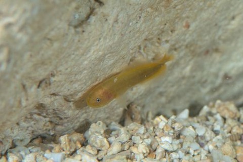 フサイタチウオ科の1種