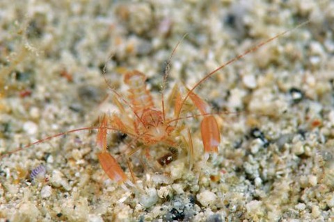 サンゴヒメエビ