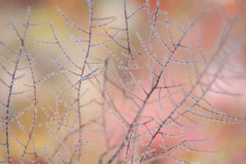 ウミカラマツエビ