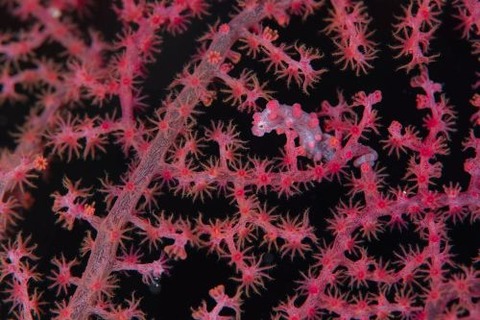 Hippocampus bargibanti