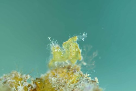 フィコカリス・シムランス