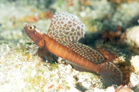 ホタテツノハゼ