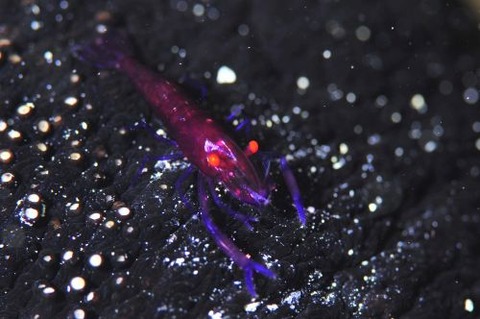 ウミウシカクレエビ