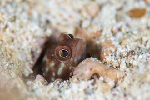 ホシカゲアゴアマダイ