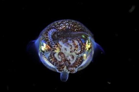 刺激的な水中生物