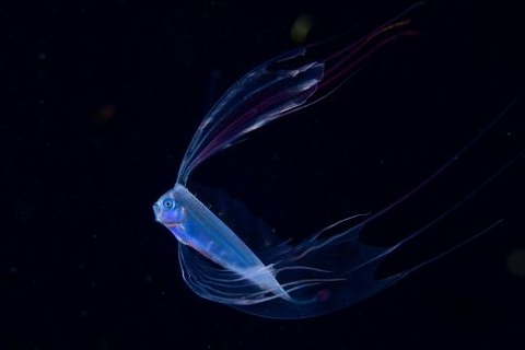 刺激的な水中生物