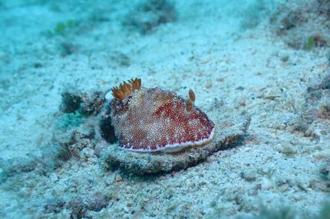 チリメンウミウシ