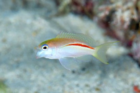 イトヒキコハクハナダイ