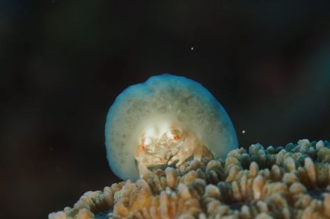 カイカムリ科の1種