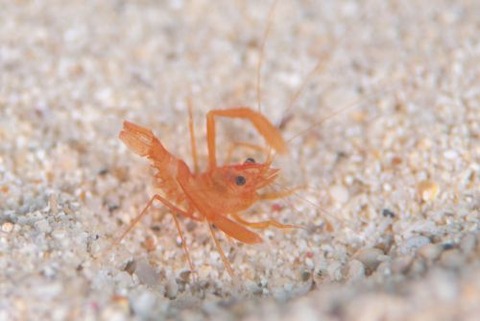 スベスベオトヒメエビ属の1種