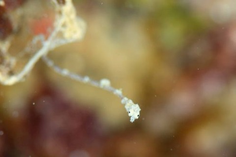 キオネミクティス・ルメンガニィ