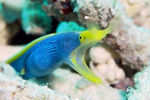 ハナヒゲウツボ