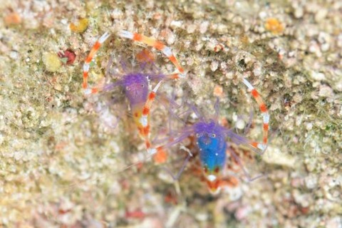 バイオレットボクサーシュリンプ