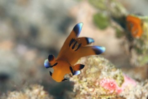 ウデフリツノザヤウミウシ