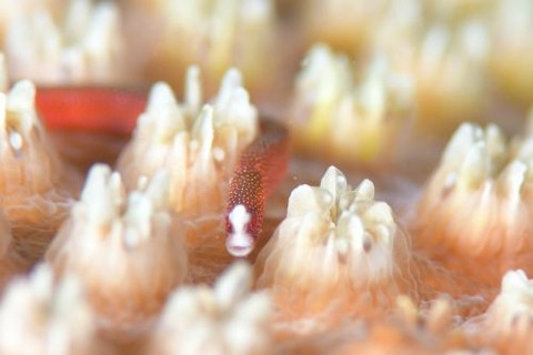 チンヨウジウオ