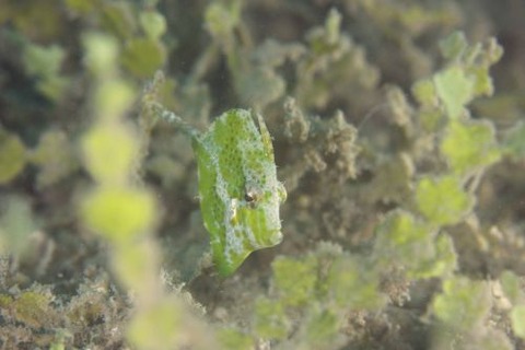 セダカカワハギ