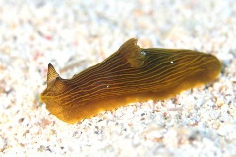 キヌハダウミウシ属の1種