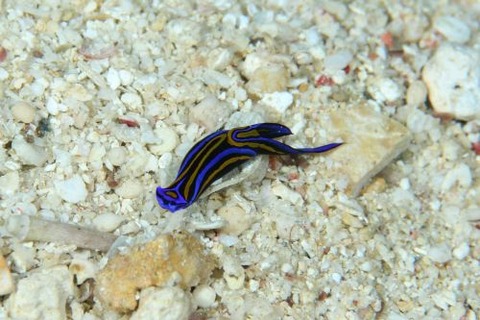 ニシキツバメガイ