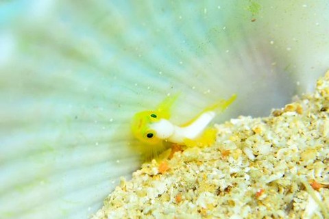 ナカモトイロワケハゼ