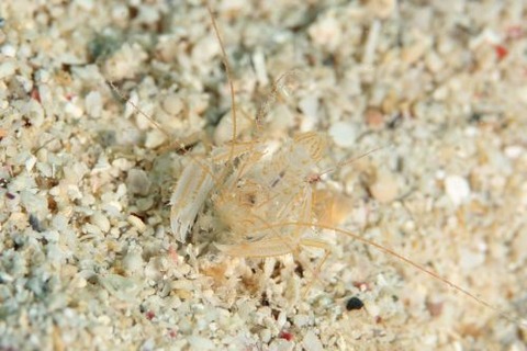 サンゴヒメエビ