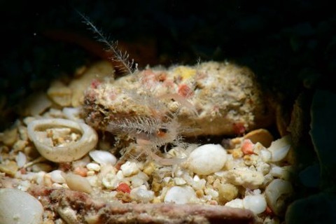 ミクロプロステマ・プルミコールネ