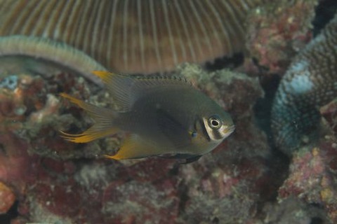 ヒレナガスズメダイ