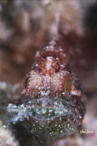 タイワンマトイシモチ