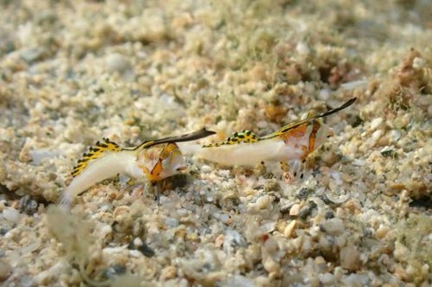 イッポンテグリ