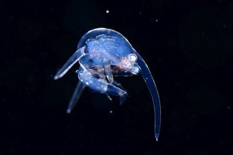 刺激的な水中生物