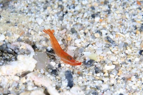 オガミテッポウエビ