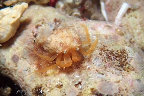 トリコパグルス・マクロケラ