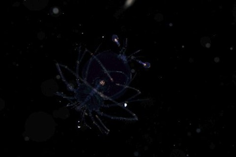 刺激的な水中生物