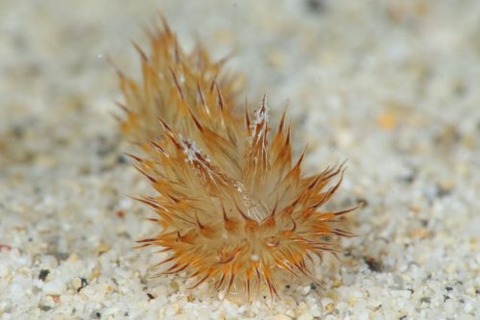 コヤナギウミウシ