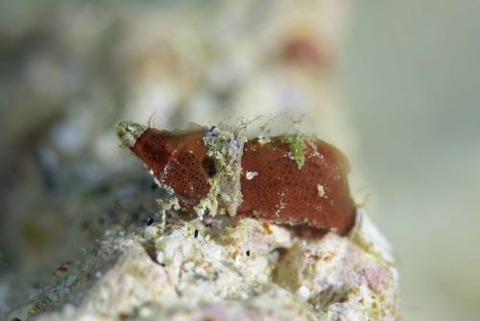 Paralatreutes bicornis