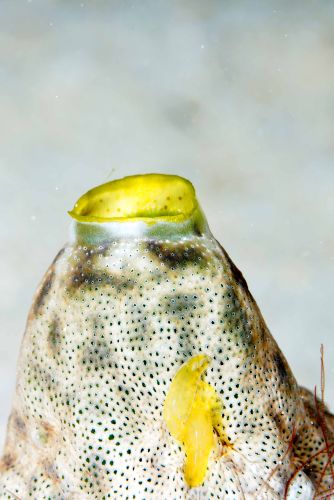 Periclimenaeus storchi