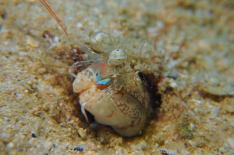 シャコのなかま