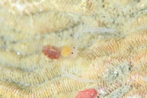 スベスベサンゴヒメエビ