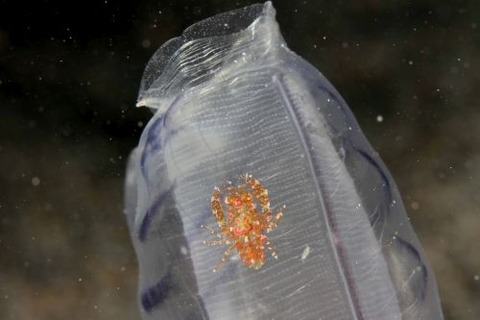 ホヤカクレエビ