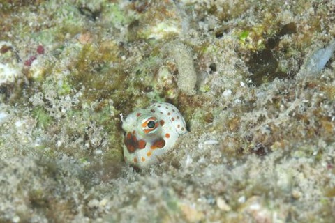 モンツキカエルウオ