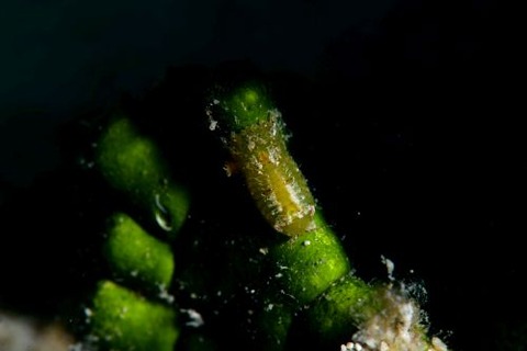 コツブムシのなかま