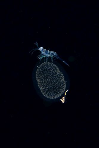 刺激的な水中生物