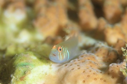 アワイロコバンハゼ