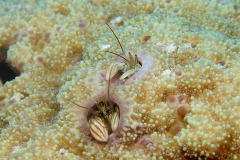 カンザシヤドカリ