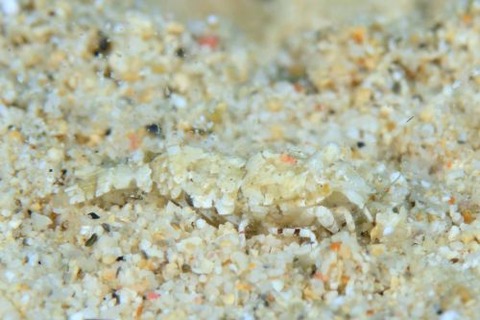 エビジャコ科の1種